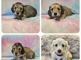 Miniature Dachshund dogs Beautiful long haired mini dachshunds - Advert 10