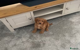 Cockapoo dogs for stud: Milo  - Image 6