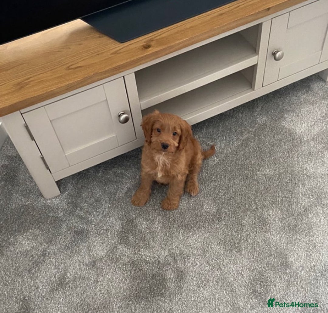Cockapoo dogs for stud: Milo  - Image 6