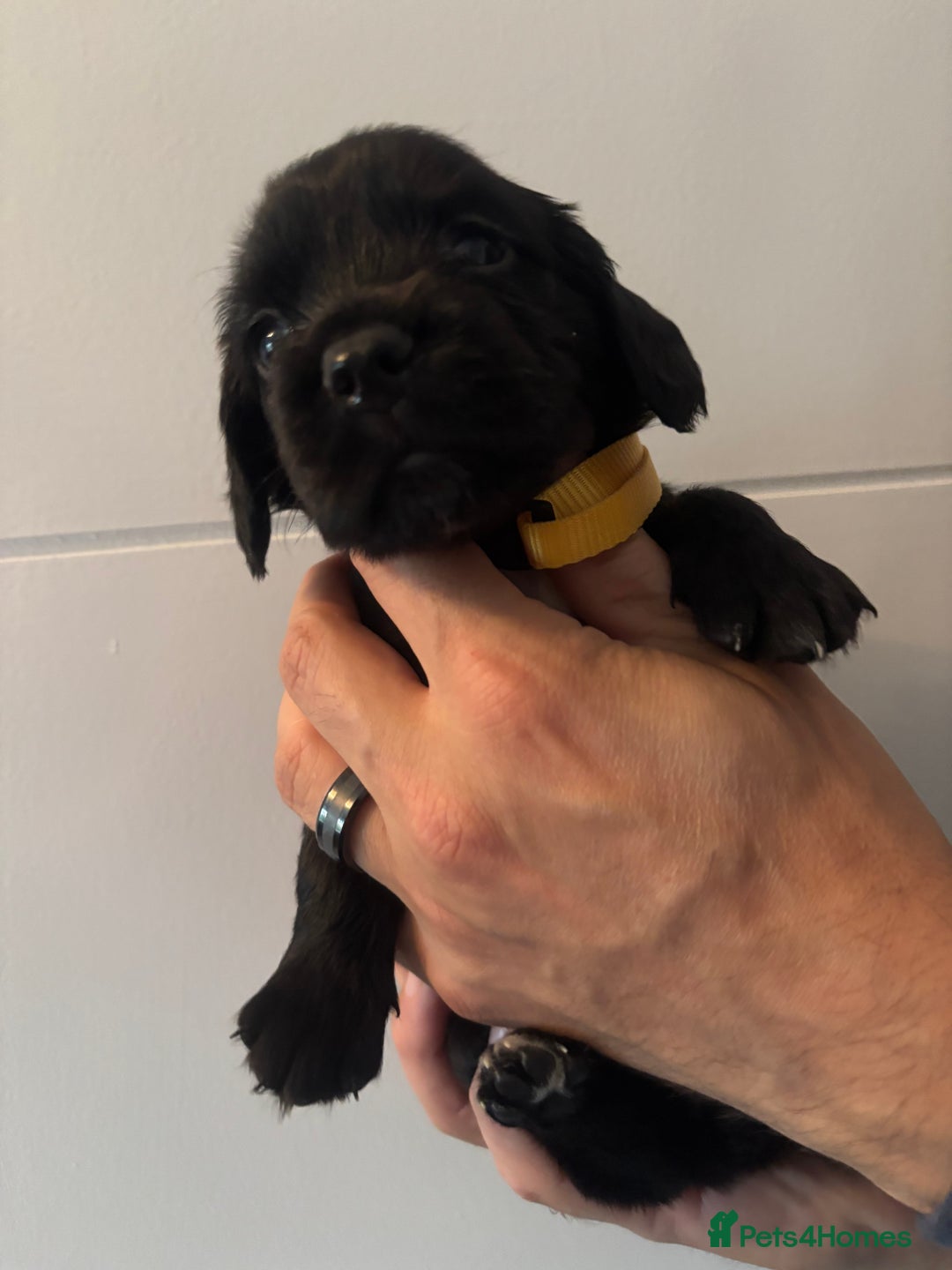 Sprocker dogs for sale: Sprocker Spaniels  - Image 4