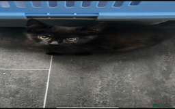 Domestic Shorthair cats for sale: Cute adorable kittens  - Image 1