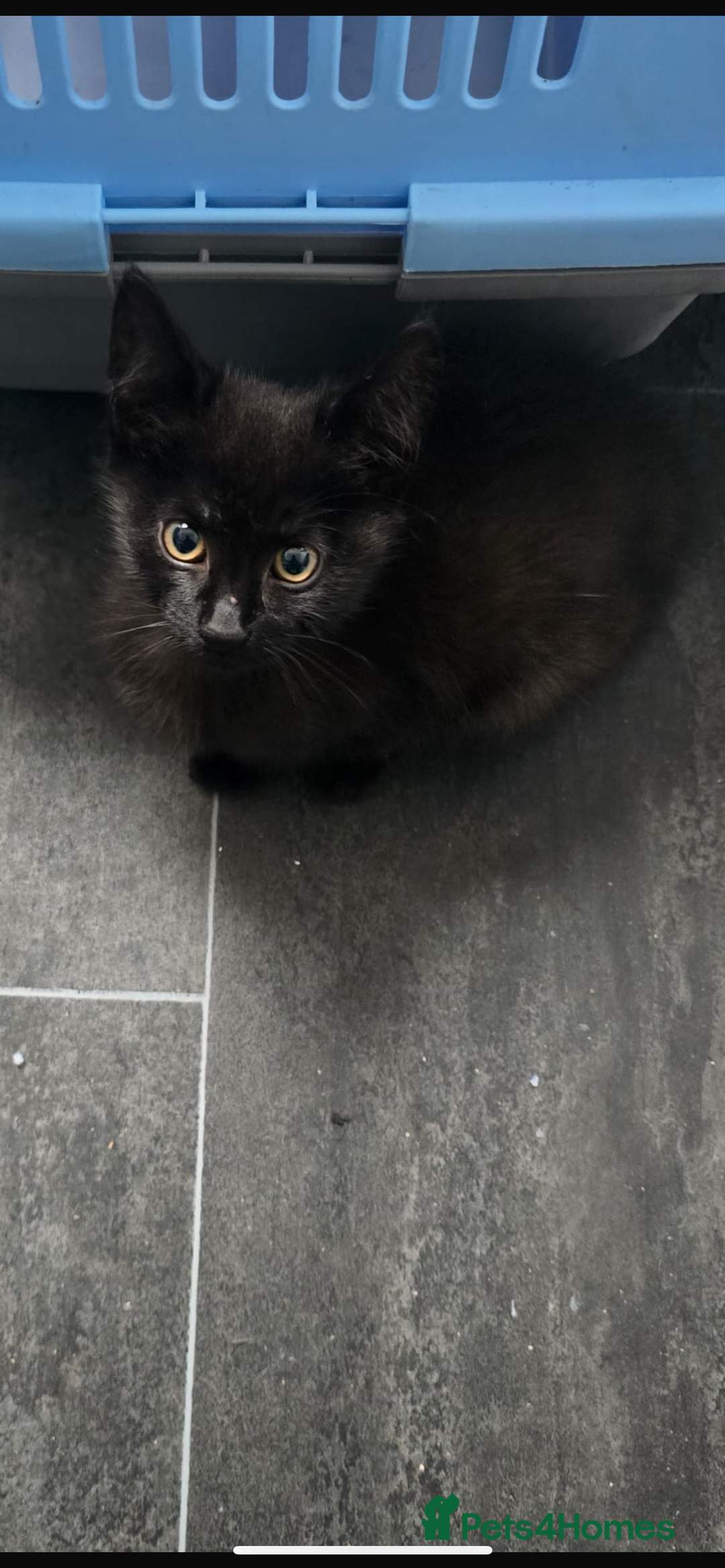 Domestic Shorthair cats for sale: Cute adorable kittens  - Image 1