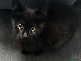 Domestic Shorthair cats - Advert 1