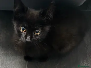 Domestic Shorthair cats Cute adorable kittens - Advert 5