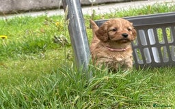 Cockapoo dogs for sale: Adorable Cockapoo puppies - Image 16