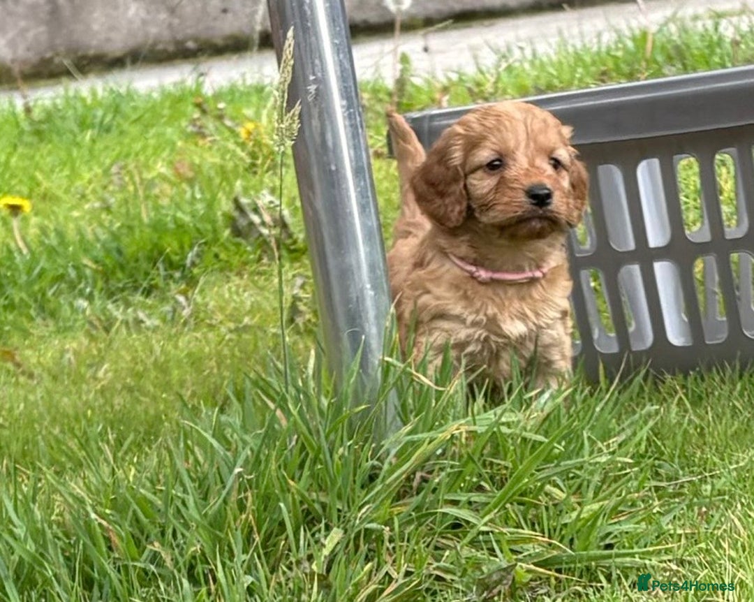 Cockapoo dogs for sale: Adorable Cockapoo puppies - Image 16