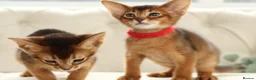 Abyssinian cats for sale: Pure breed Abyssinian kitten’s GCCF registered  - Advert 11