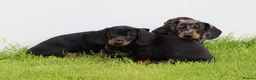 Dachshund dogs for sale: Miniature Dachshund puppies for sale - Advert 28