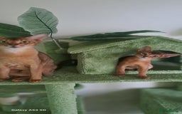Abyssinian cats for sale: 5✨TICA Beautiful Abyssinian Kittens - Image 8