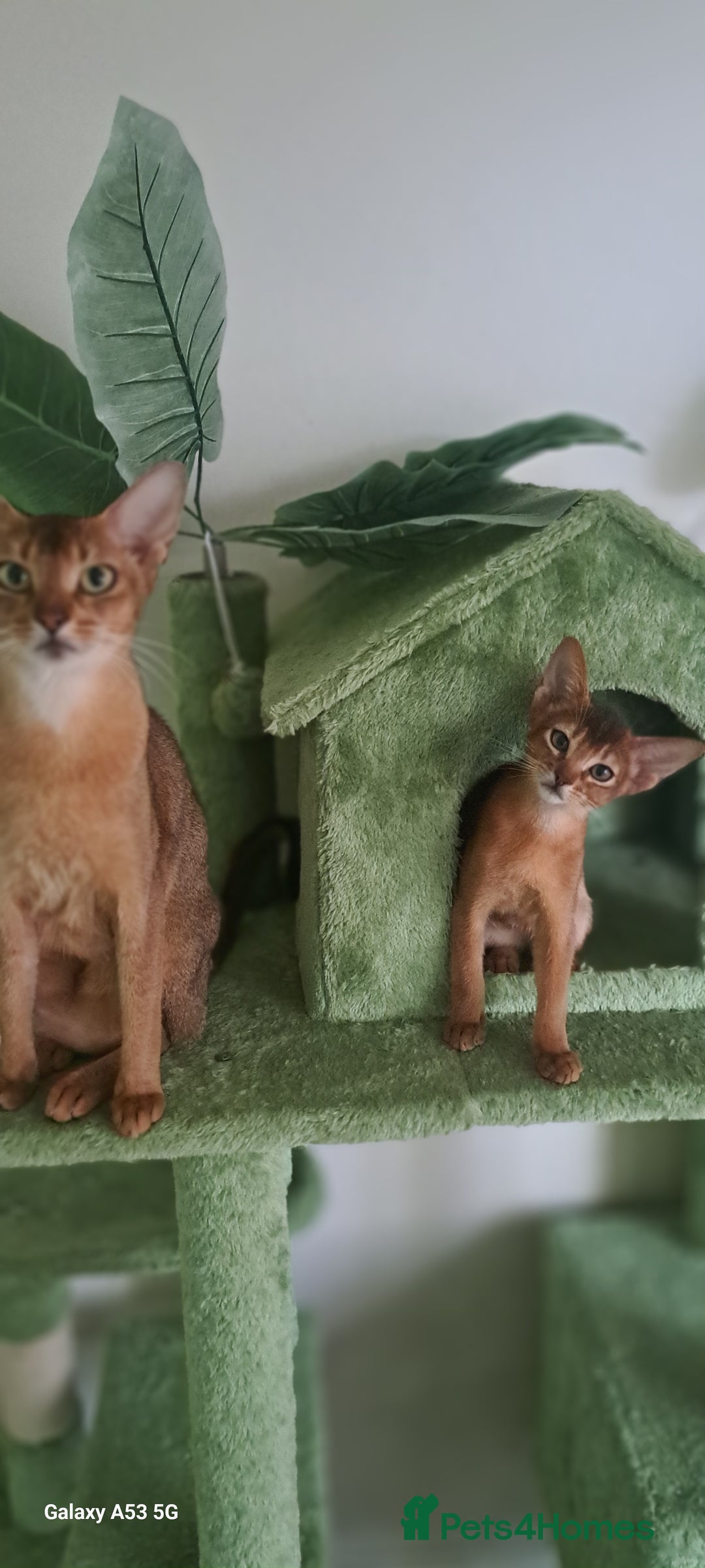 Abyssinian cats for sale: 5✨TICA Beautiful Abyssinian Kittens - Image 8