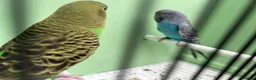 Budgerigars birds for sale: Black face with black wing split bf/bw pair  - Advert 9