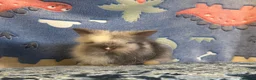 Lionhead rabbits for sale: Adorable double mane lionhead baby bunnies  - Advert 9