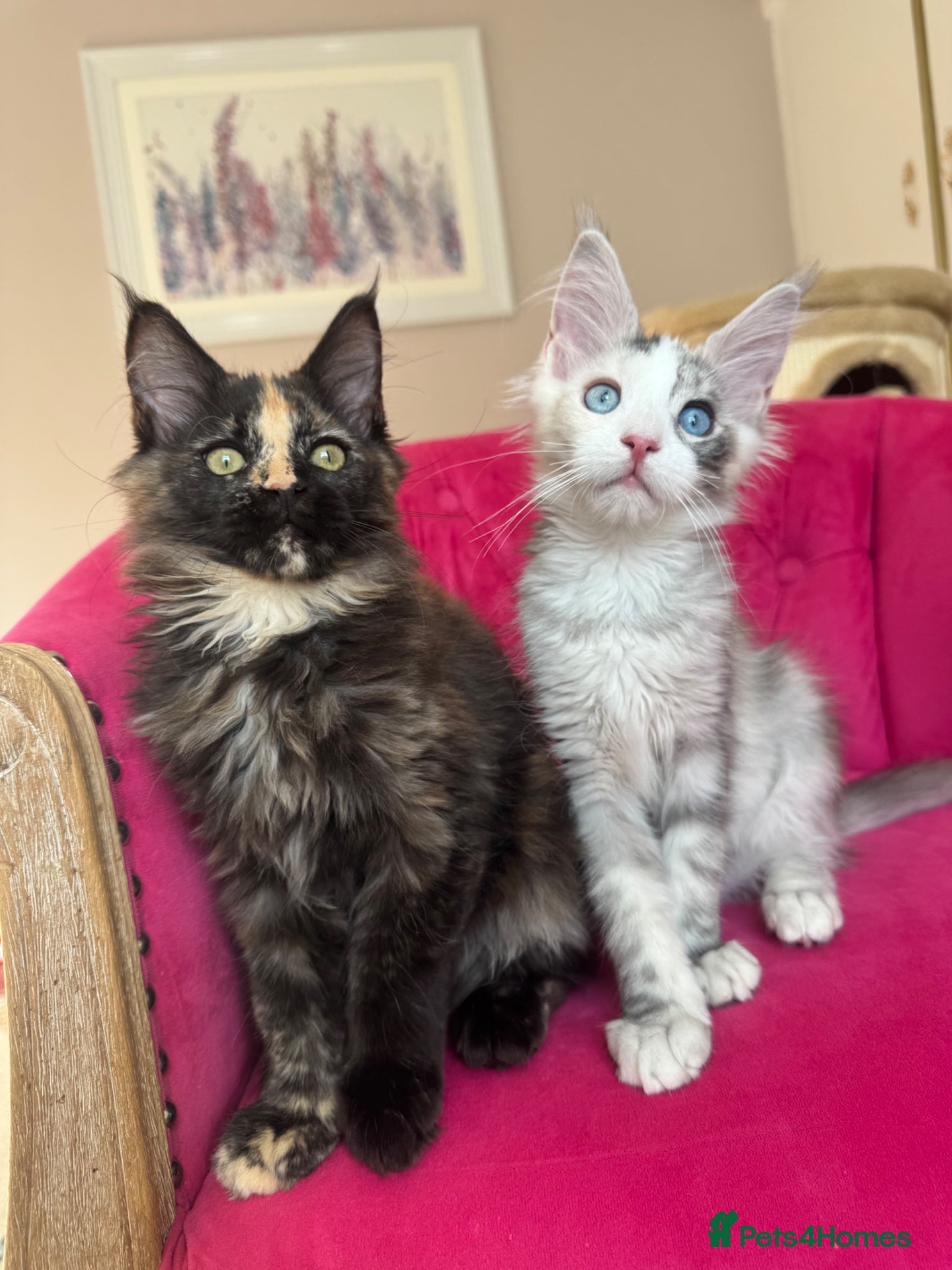 Maine Coon cats Maine Coon Kittens 🏆 20+ gen 🧬 Full Pedigree - Advert 2