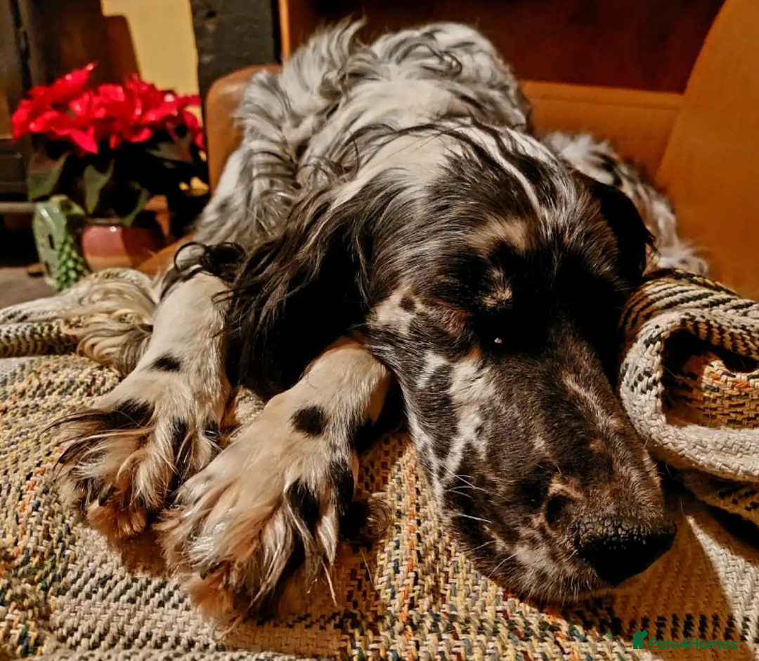 English Setter dogs for adoption: Lucas - Advert 13
