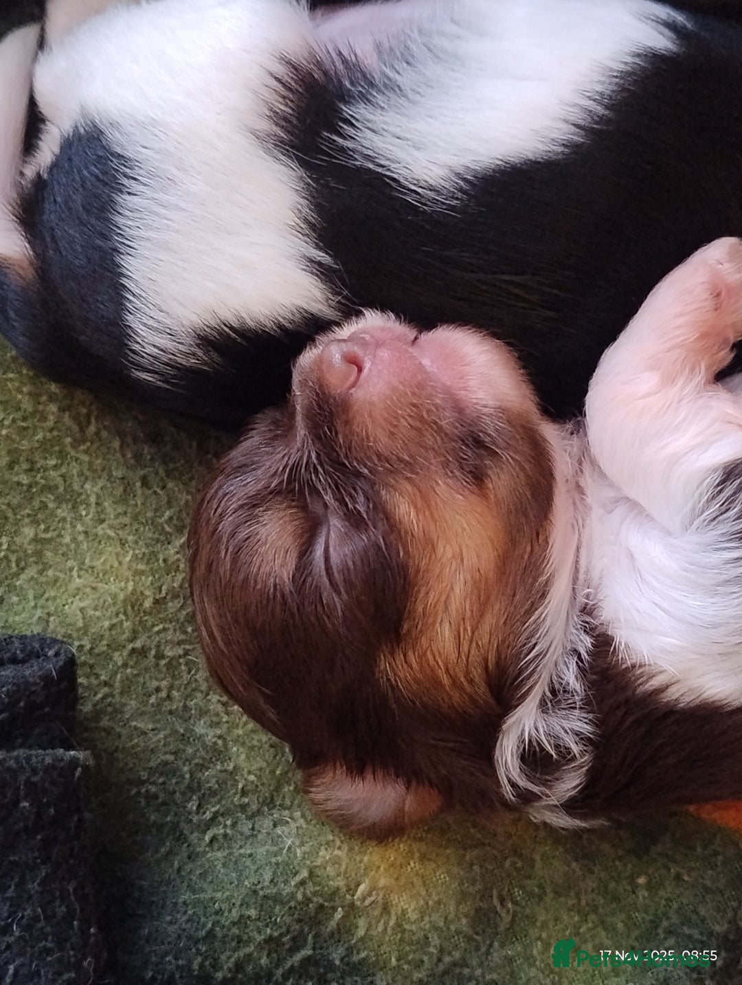 Biewer Terrier dogs for sale: 4 biewer Yorkshire terrier puppies for sale  - Advert 17