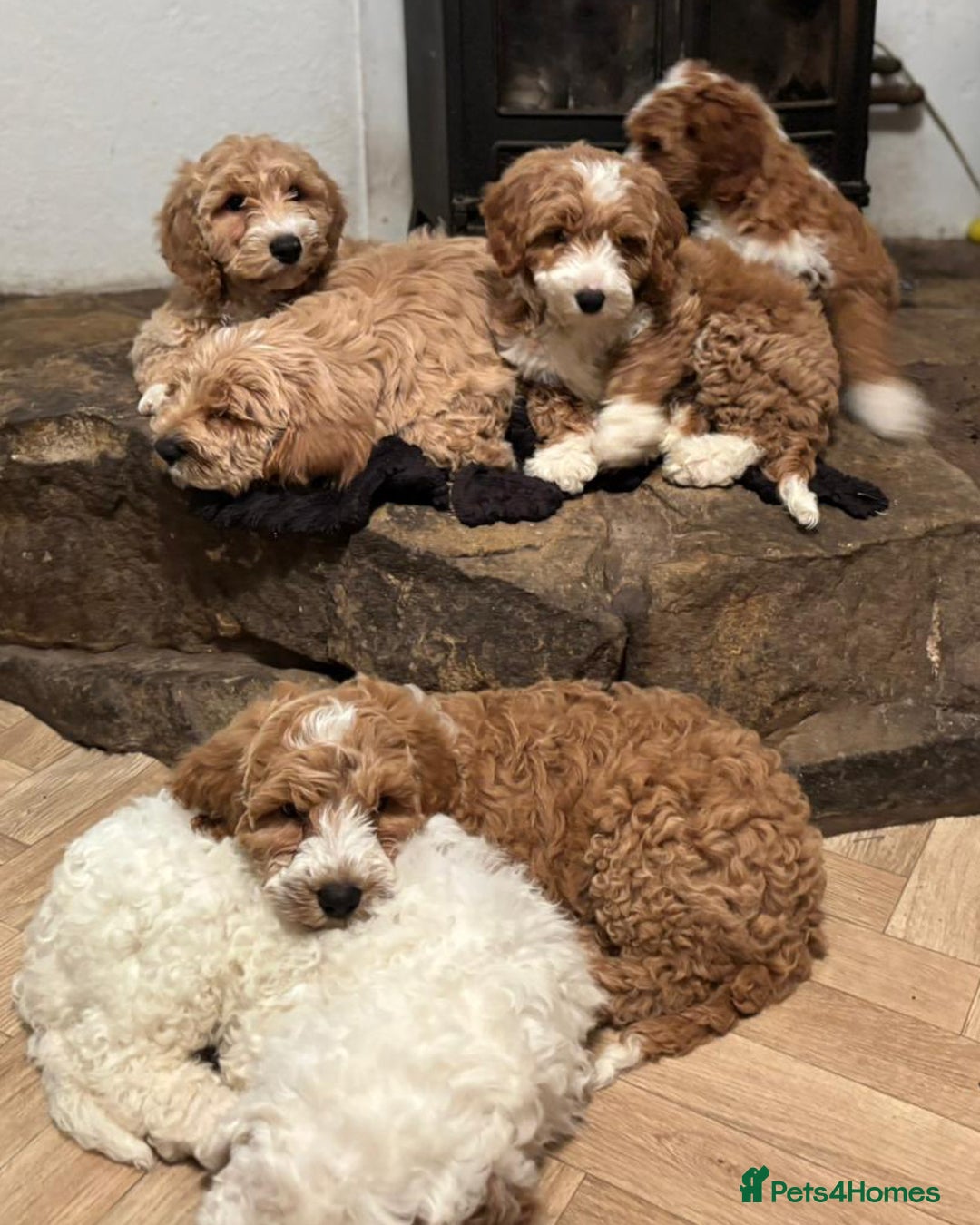 Australian Labradoodle dogs for sale: Australian Labradoodles for Sale - Advert 38