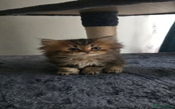 Persian cats for sale: Persian Kittens for Sale – Fluffy Bundles of Joy - Image 23