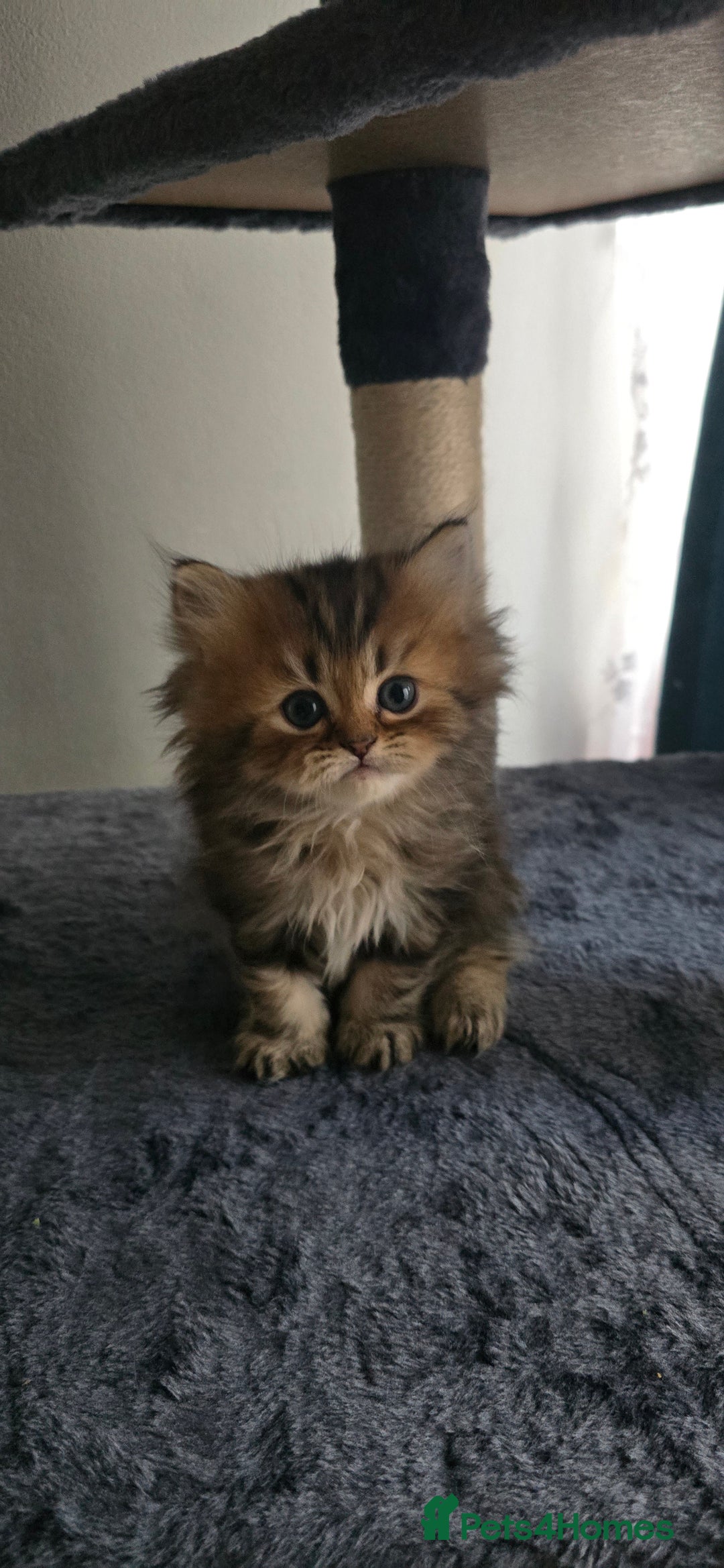 Persian cats for sale: Persian Kittens for Sale – Fluffy Bundles of Joy - Image 23