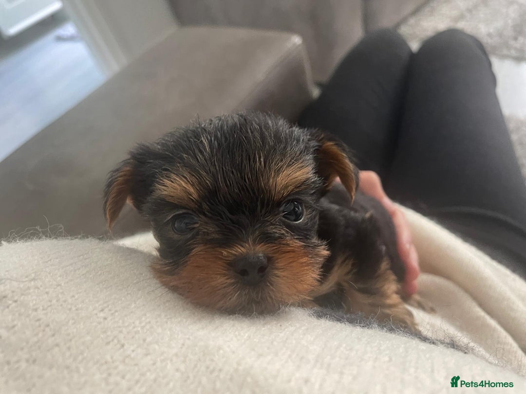 Yorkshire Terrier dogs for sale: beautiful yorkshire puppy’s  - Image 5
