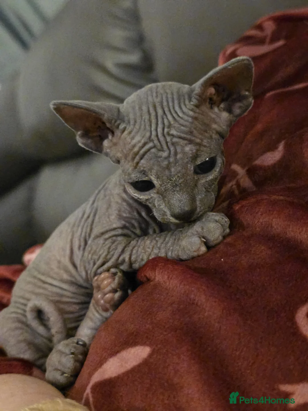 Sphynx cats for sale: Beautiful sphinx kittens - Advert 3