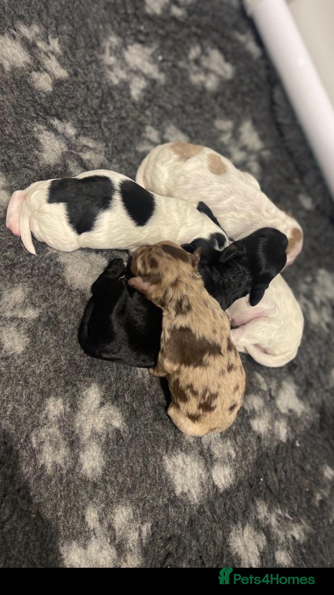 Cockapoo dogs for sale: F1 Cockapoo’s - Advert 8