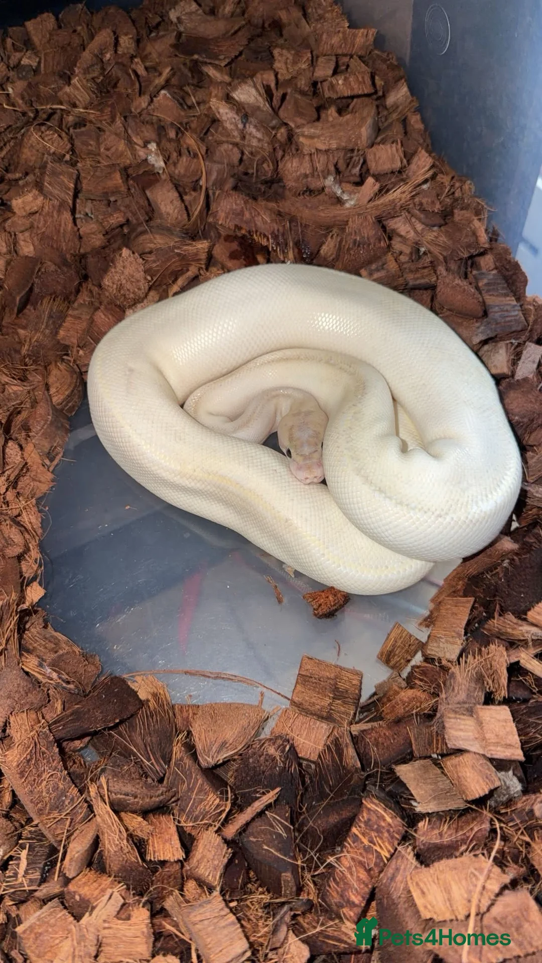 Python Snake reptiles for sale: 🐍 BALL PYTHON COLLECTION & FULL SETUP FOR SALE 🐍 - Advert 5