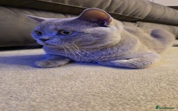 British Shorthair cats for sale: Rare lilac British shorthair  - Image 2