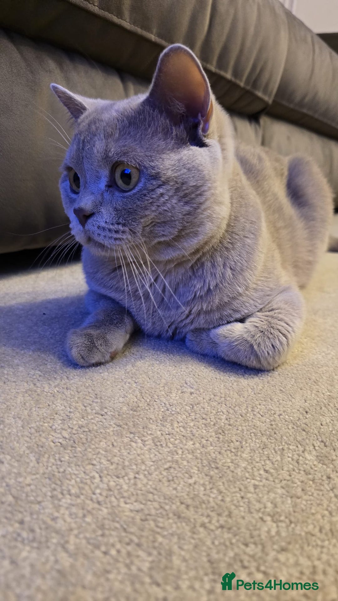 British Shorthair cats for sale: Rare lilac British shorthair  - Image 2