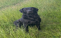 Labrador Retriever dogs for sale: Stunning  KC registered Labrador puppies - Image 3