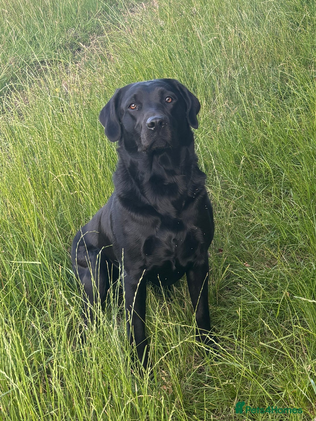 Labrador Retriever dogs for sale: Stunning  KC registered Labrador puppies - Image 3
