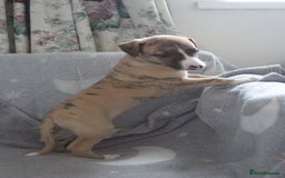 Whippet dogs for sale: Quality whippet pups from top show lines - Advert 3