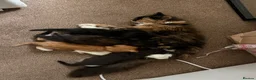 Mixed Breed cats for sale: Kittens - Advert 16