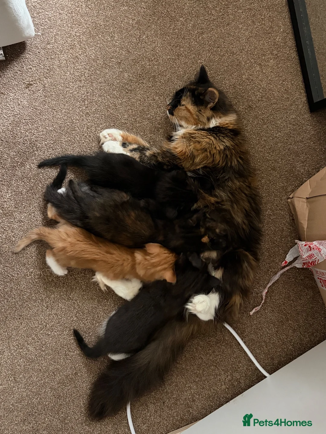 Mixed Breed cats for sale: Kittens - Advert 16