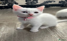 Mixed Breed cats for sale: White Gray and Ragdoll Kittens - Image 6