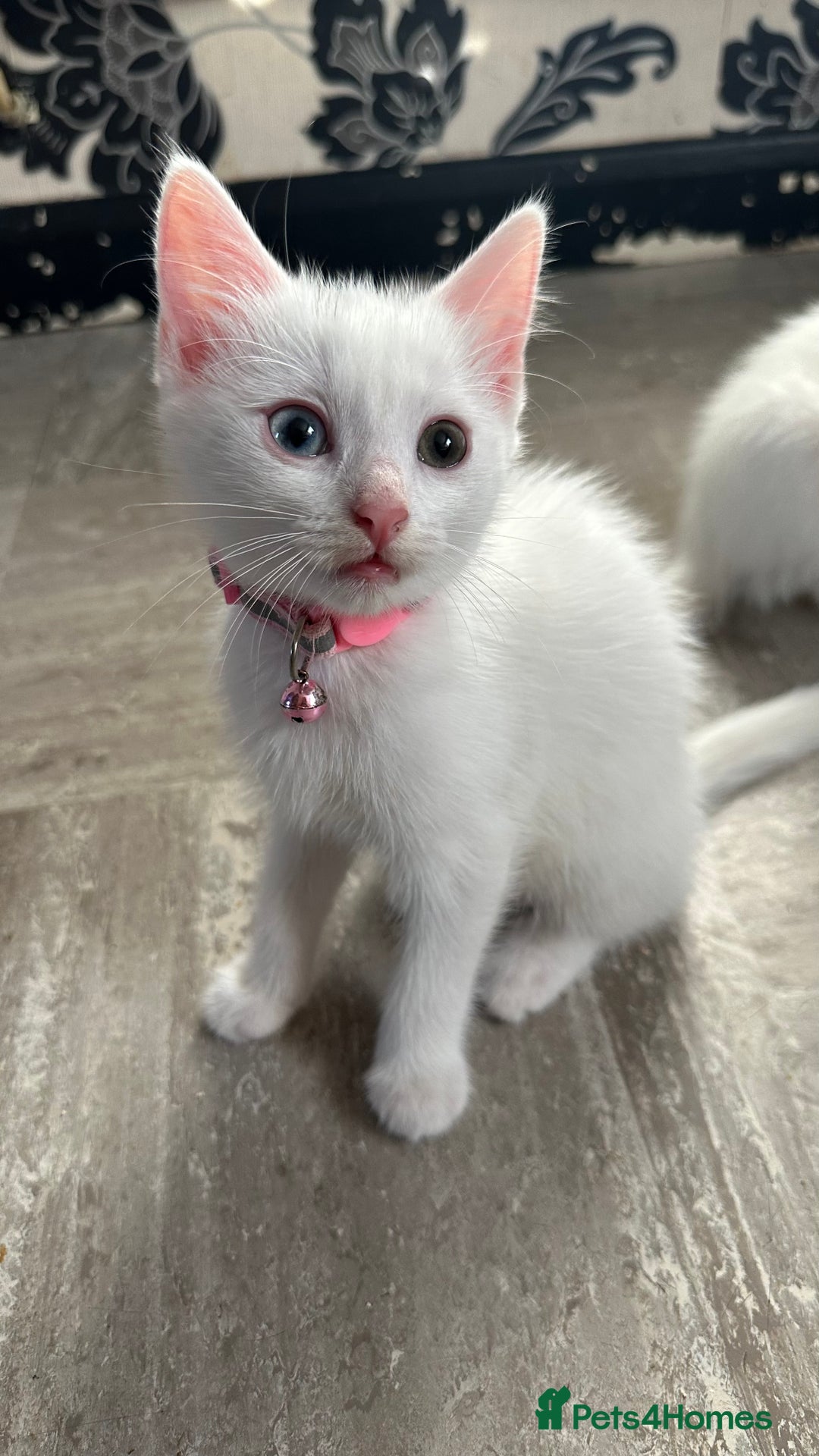 Mixed Breed cats for sale: White Gray and Ragdoll Kittens - Image 6