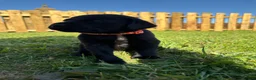 Labrador Retriever dogs for sale: Black labrador puppies KC registered. in Berwick-upon-Tweed - Advert 17