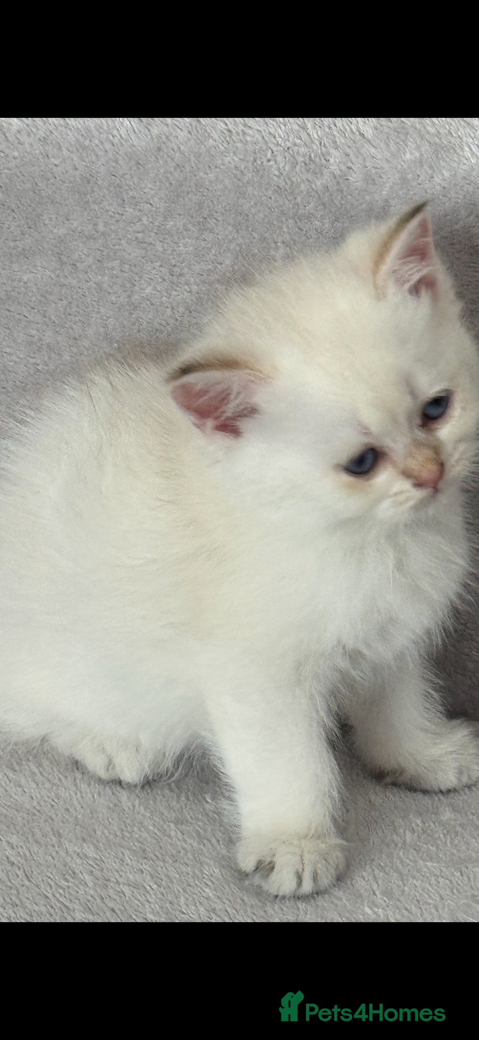 Scottish Fold cats for sale: Scottish pedigree golden kittens - Advert 16