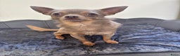 Chihuahua dogs for stud: KC Reg lilac Stunning Stud Boy in Bury Saint Edmunds - Advert 11