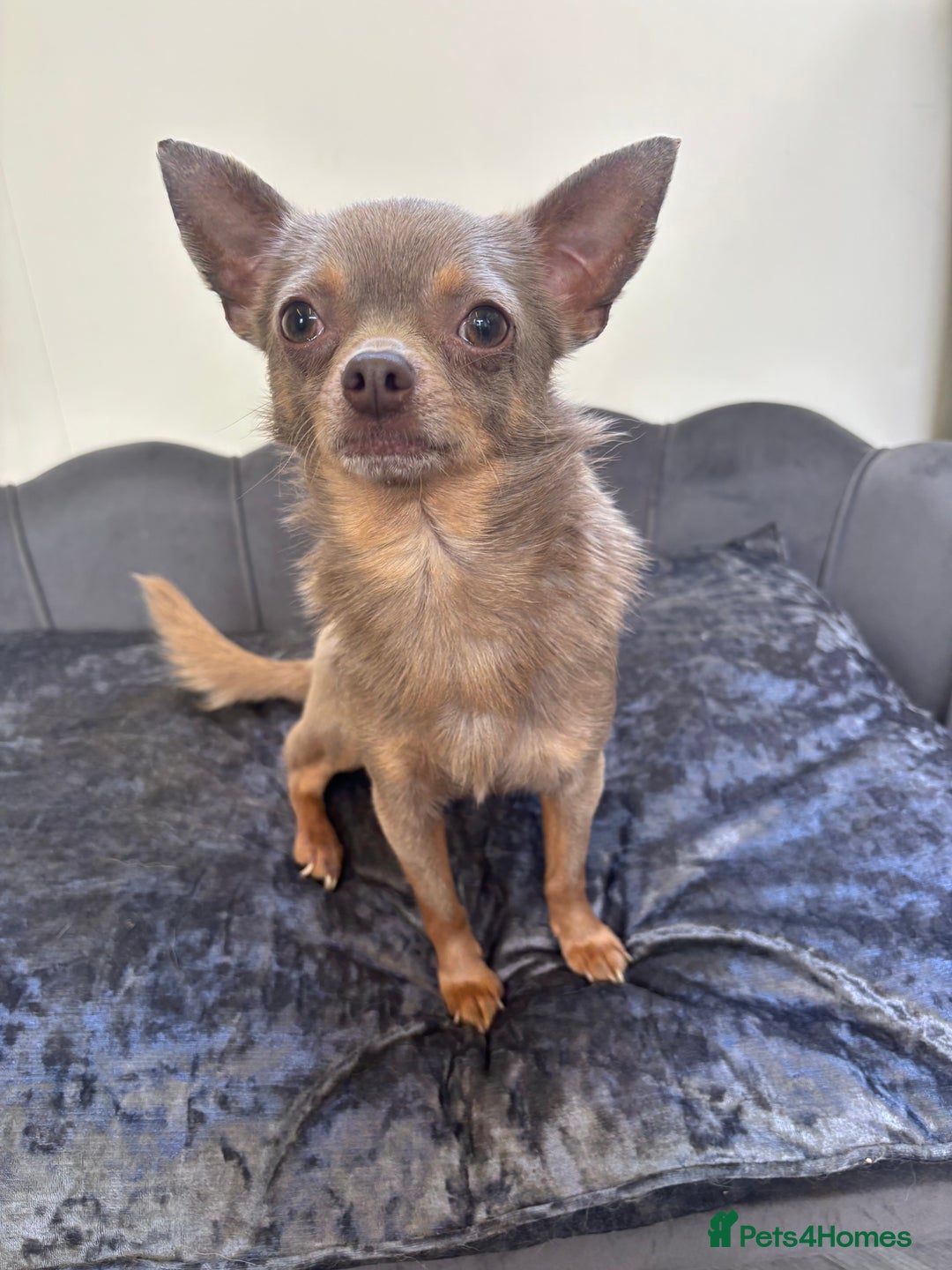 Chihuahua dogs for stud: KC Reg lilac Stunning Stud Boy in Bury Saint Edmunds - Image 11