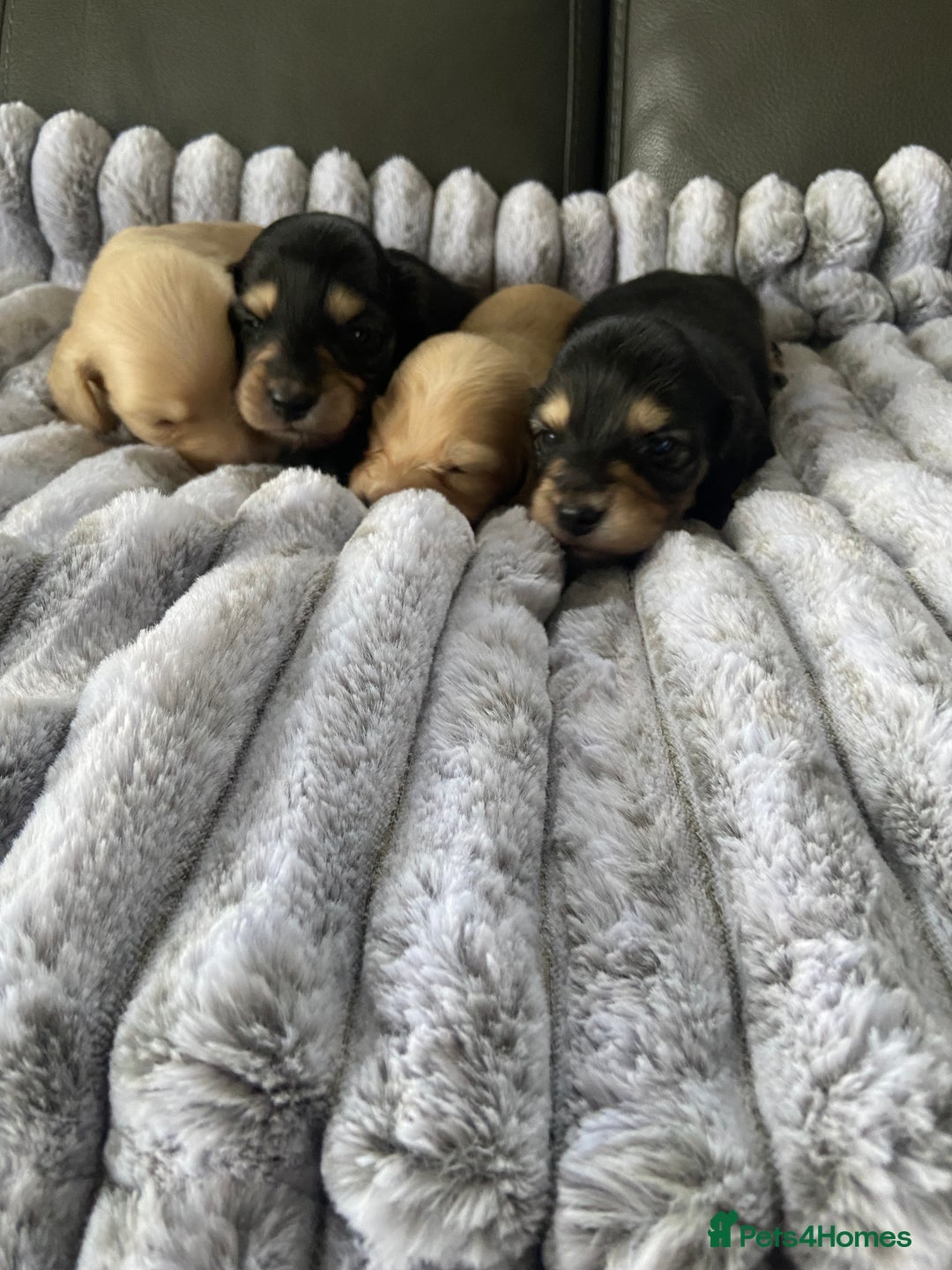 Dachshund dogs for sale: kC Longhair dachshunds  - Advert 6