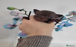 Chihuahua dogs for sale: 3 Male DWKC ** Chihuahuas  - Image 13
