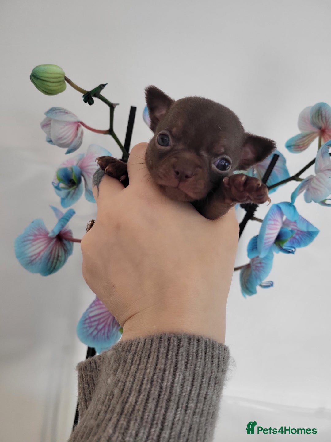Chihuahua dogs for sale: 3 Male DWKC ** Chihuahuas  - Image 13