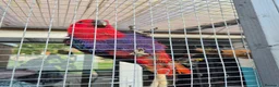Parrots birds for sale: Eclectus parrot female 8 months old nearly in Preston - Advert 10