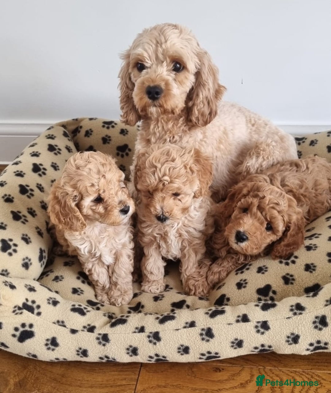 Cavapoo dogs for sale: Beautiful F1b cavapoo 💚💙🩷 - Image 3
