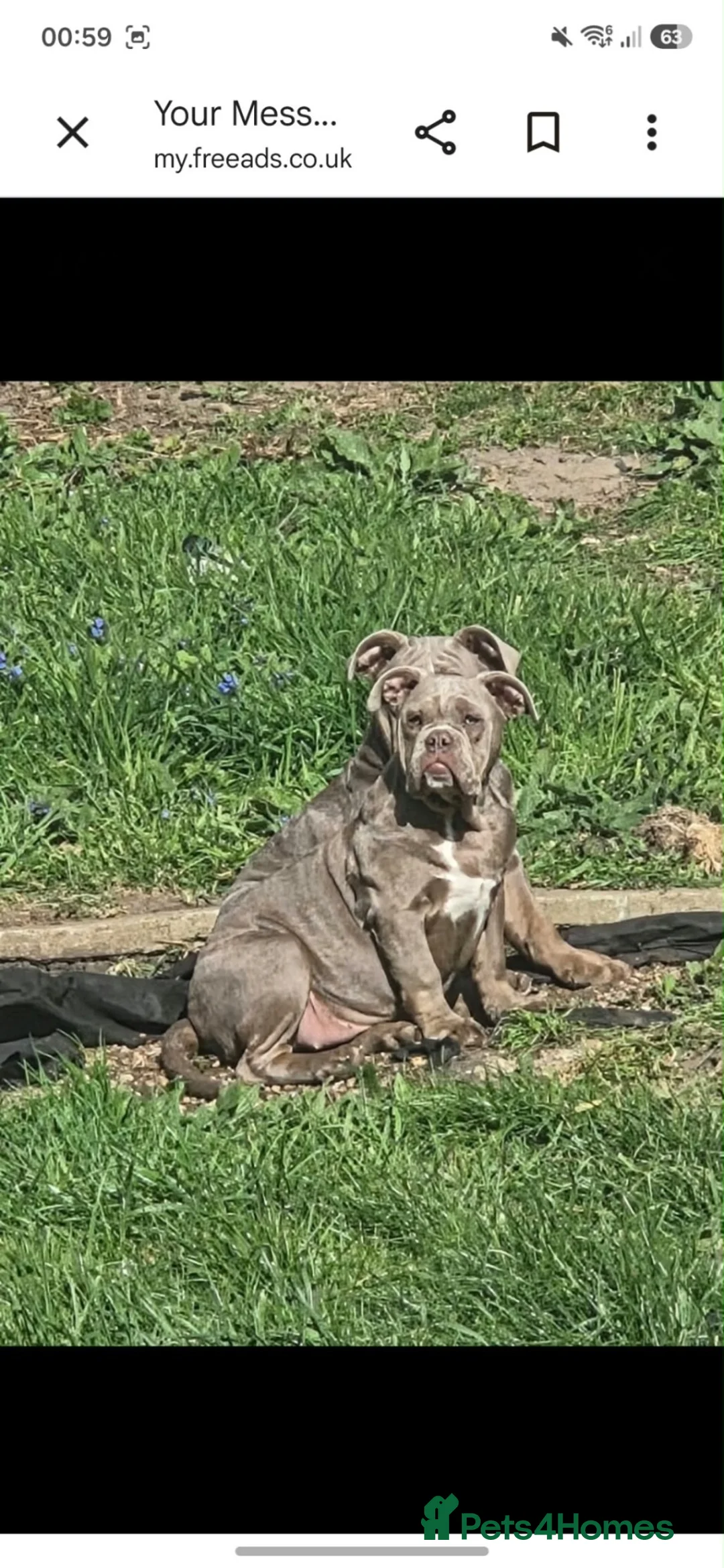 Dorset Olde Tyme Bulldogge dogs for sale: Make & bitch need rehoming  asap in Bexley - Advert 1