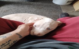 American Bulldog dogs for sale: Beautiful American bulldog  - Image 4