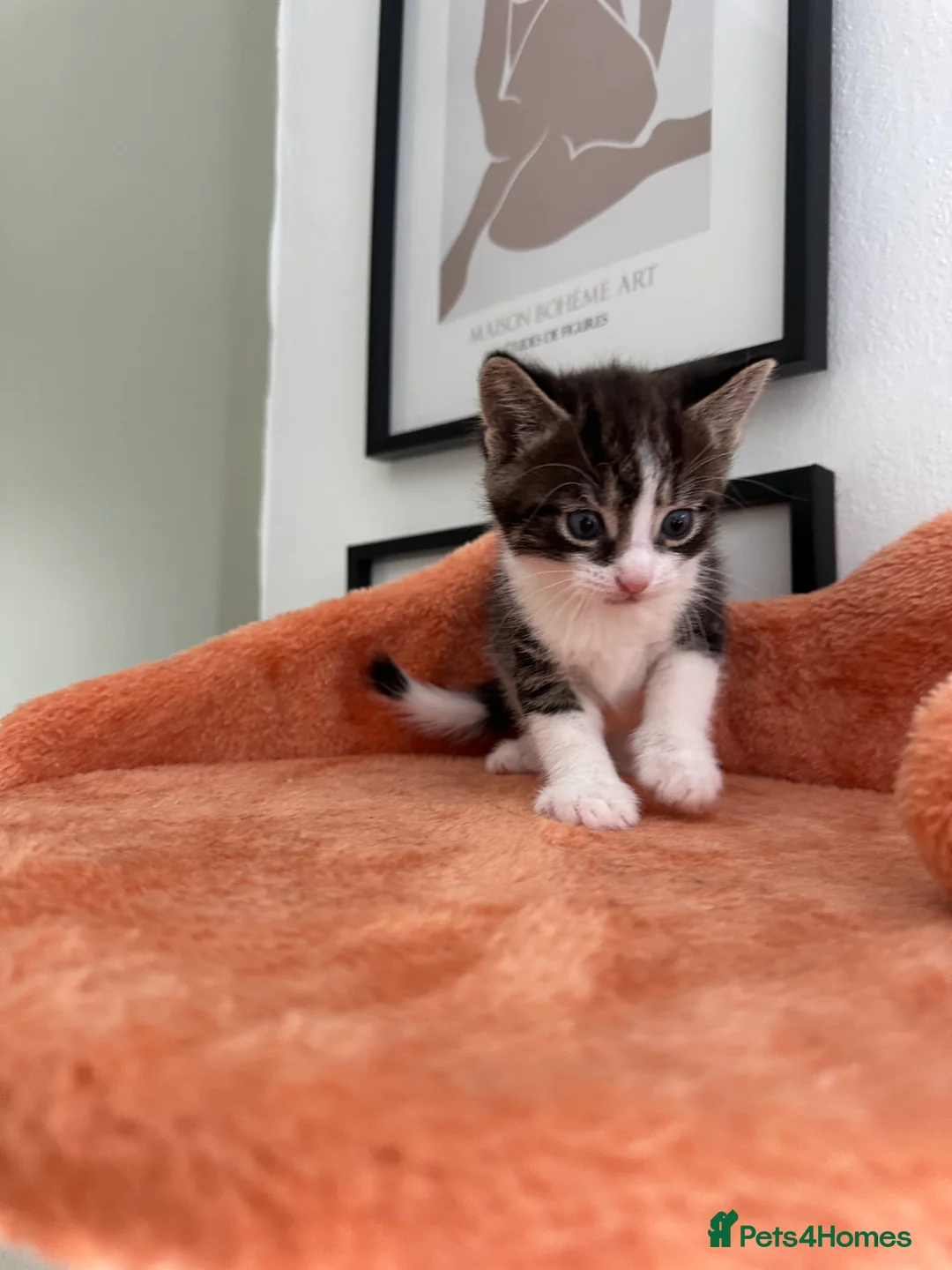 Mixed Breed cats for sale: 5 week old kittens -2 girls and 1 boy  - Advert 2