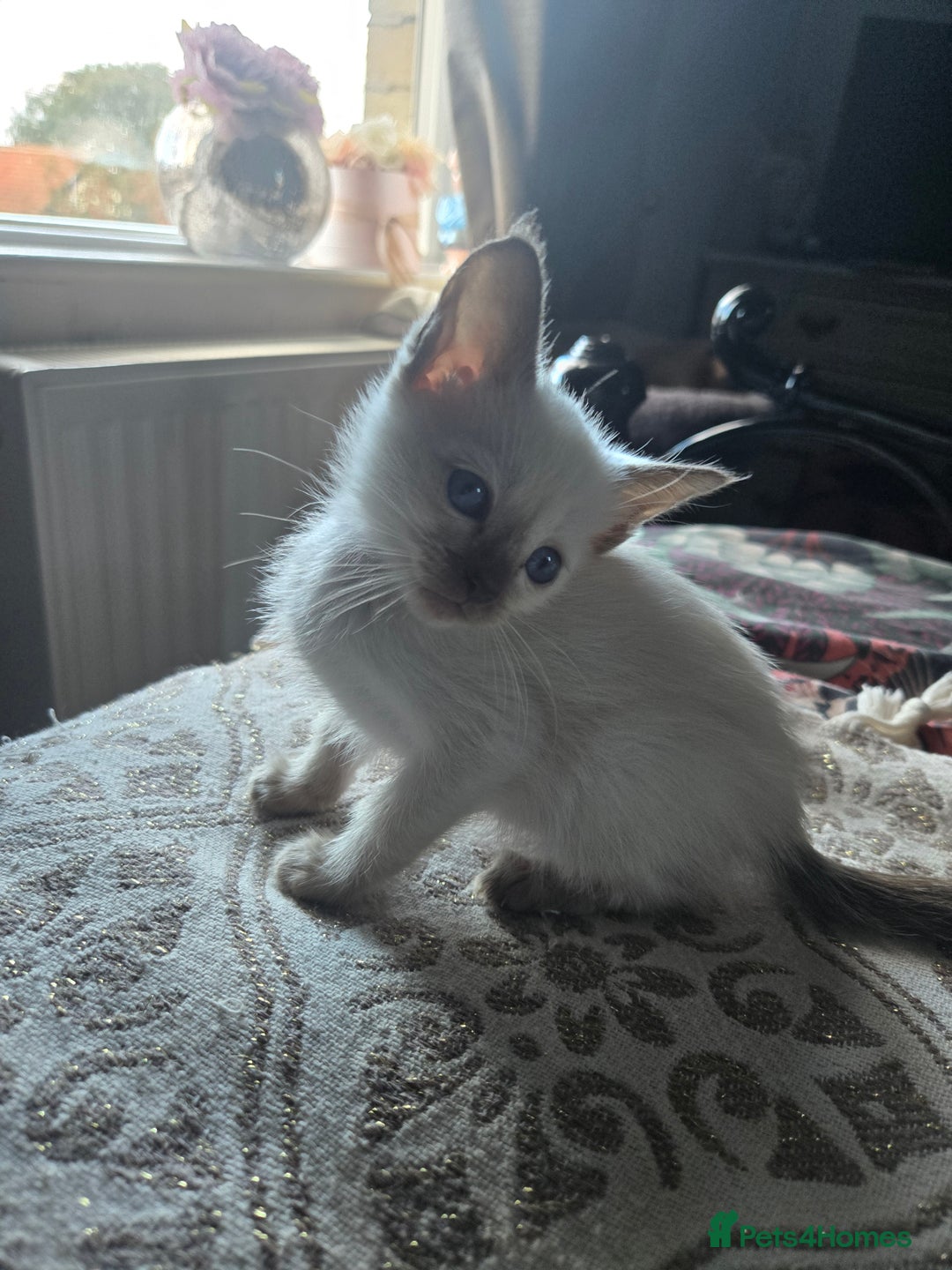 Siamese cats for sale:  Two chocolate point beautiful babies  - Image 18