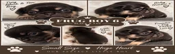 Frug dogs for sale: Stunning litter of 8 little FRUG boys  - Advert 11