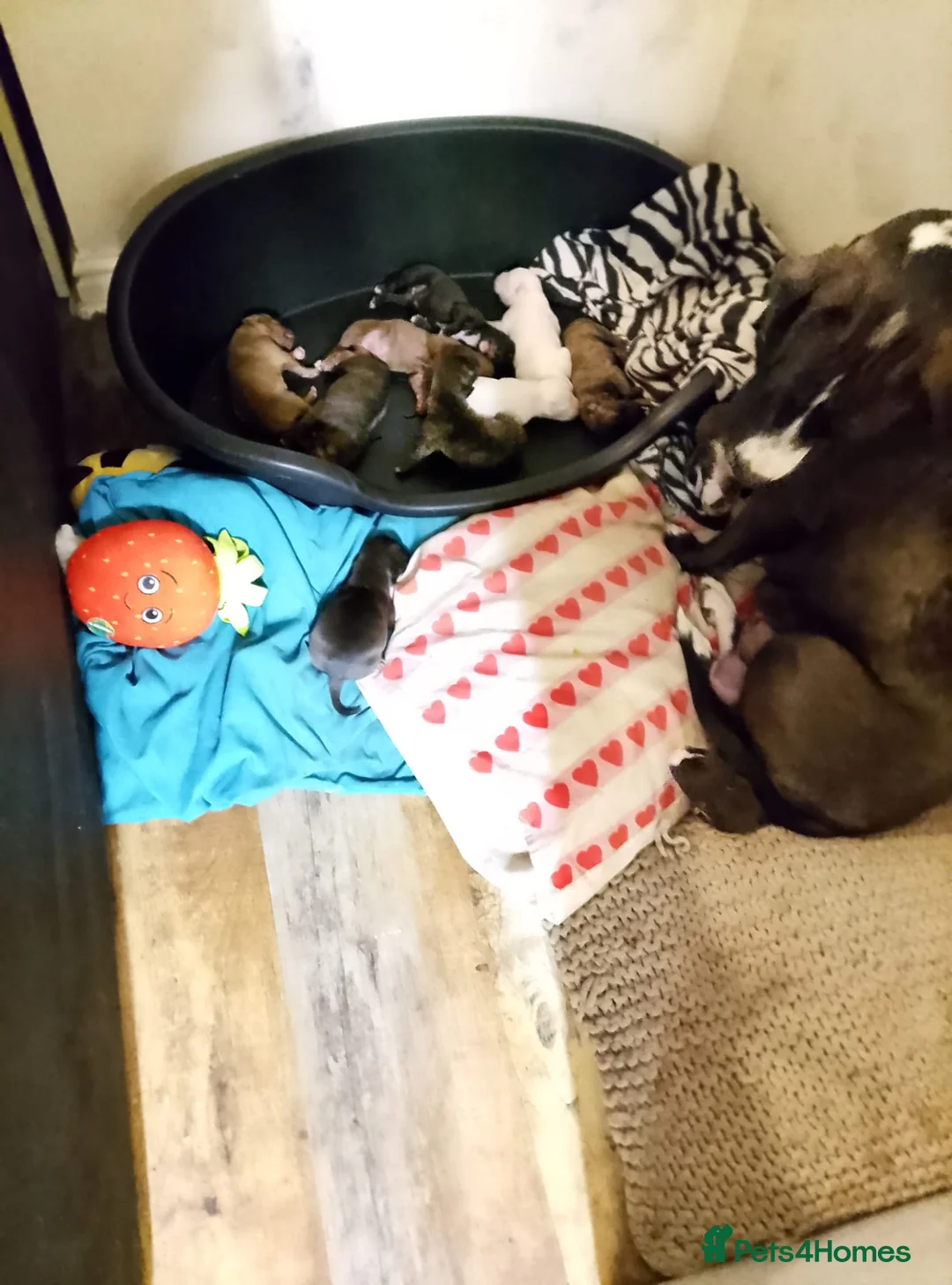 Mixed Breed dogs for sale: Puppies for their forever home - Advert 2